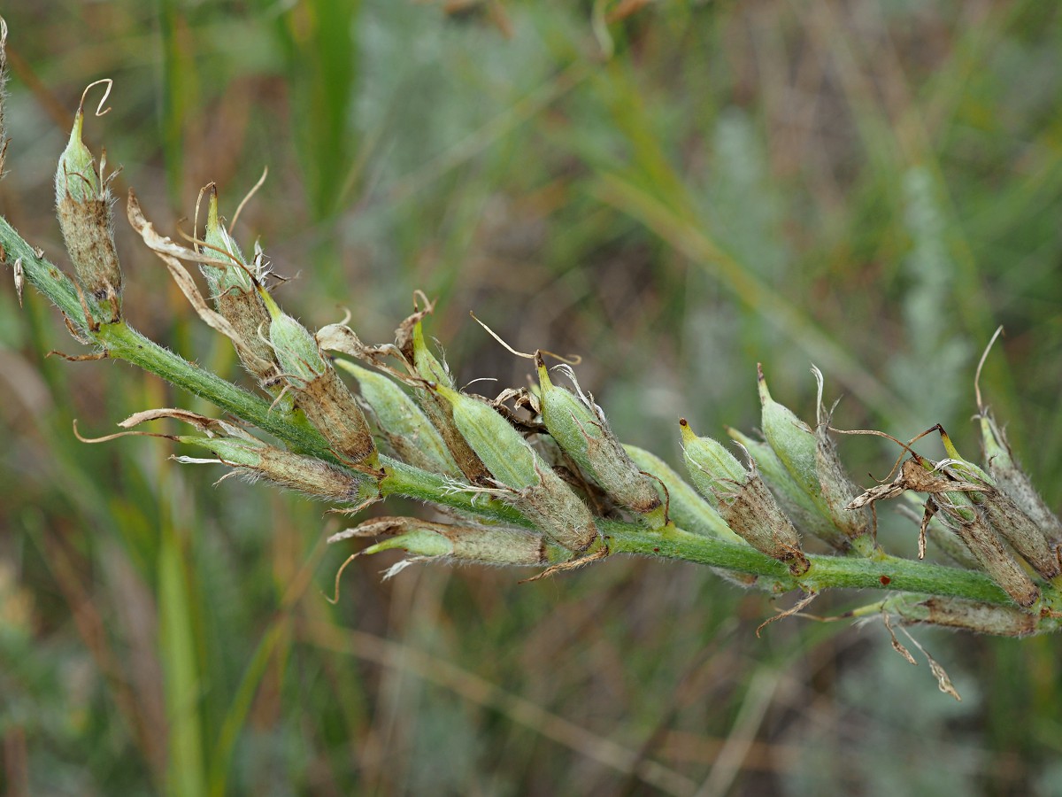 Изображение особи Astragalus varius.