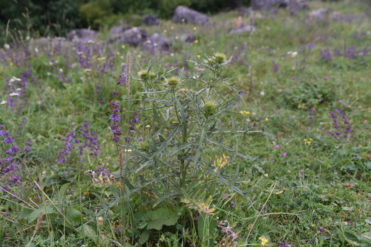 Изображение особи род Cirsium.