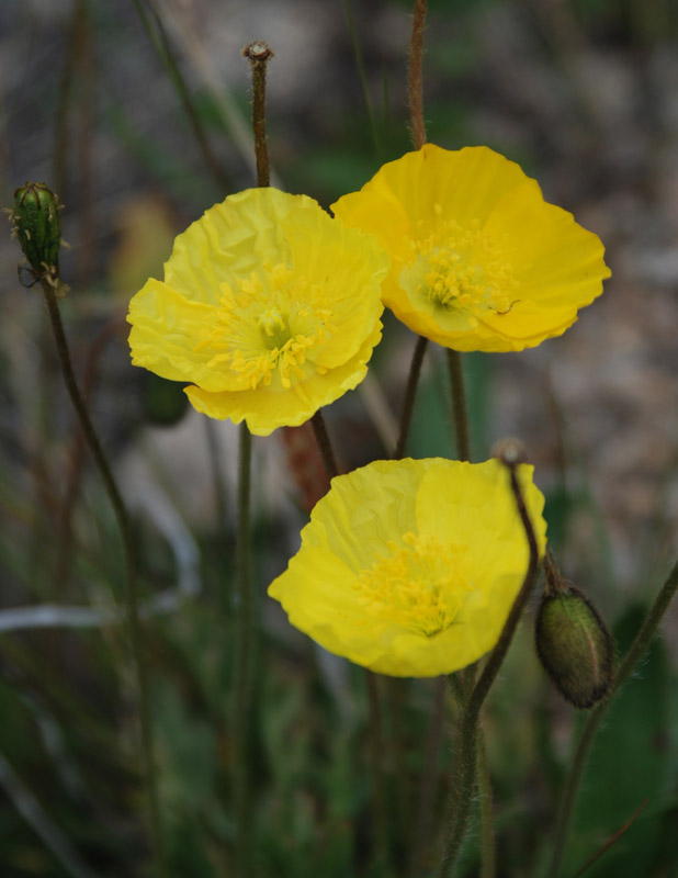 Изображение особи род Papaver.