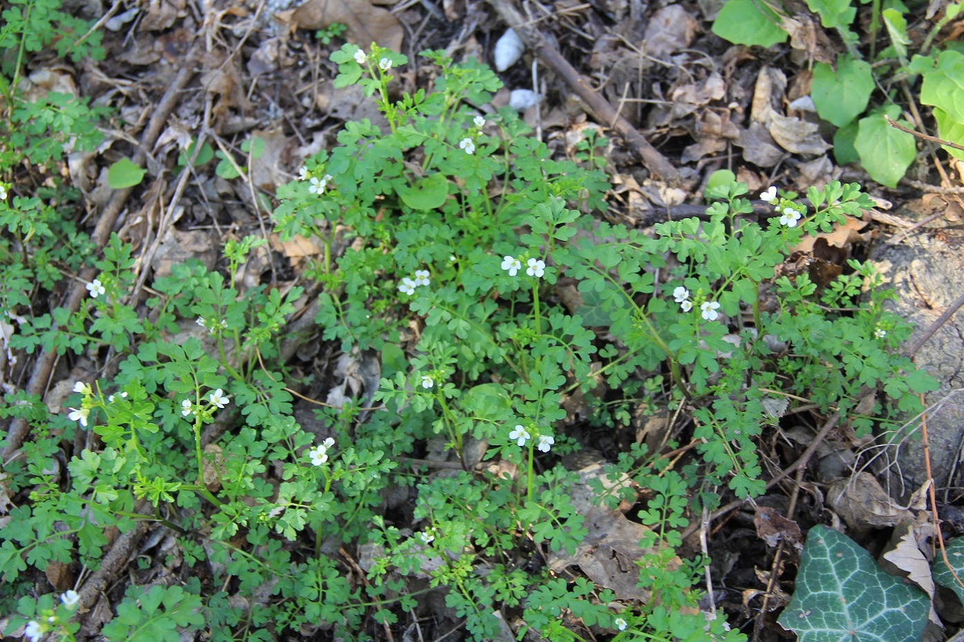 Изображение особи Cardamine graeca.