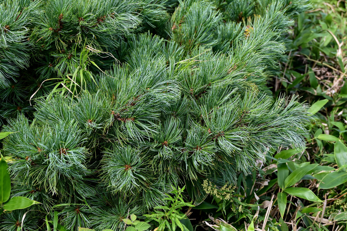 Изображение особи Pinus pumila.