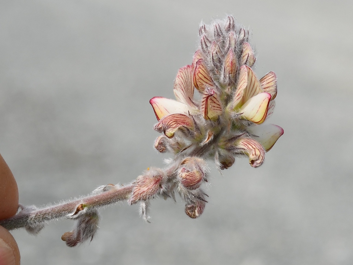 Изображение особи Onobrychis venosa.