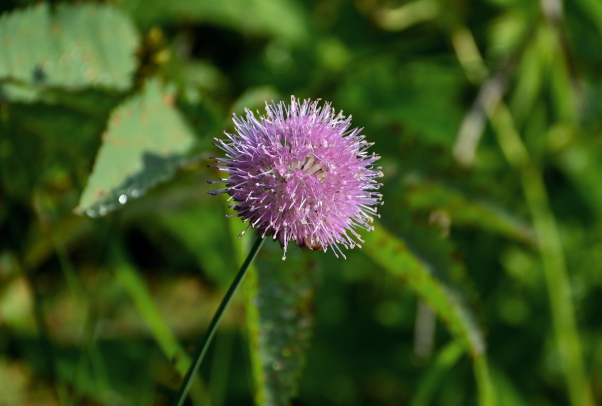 Изображение особи Allium hymenorhizum.