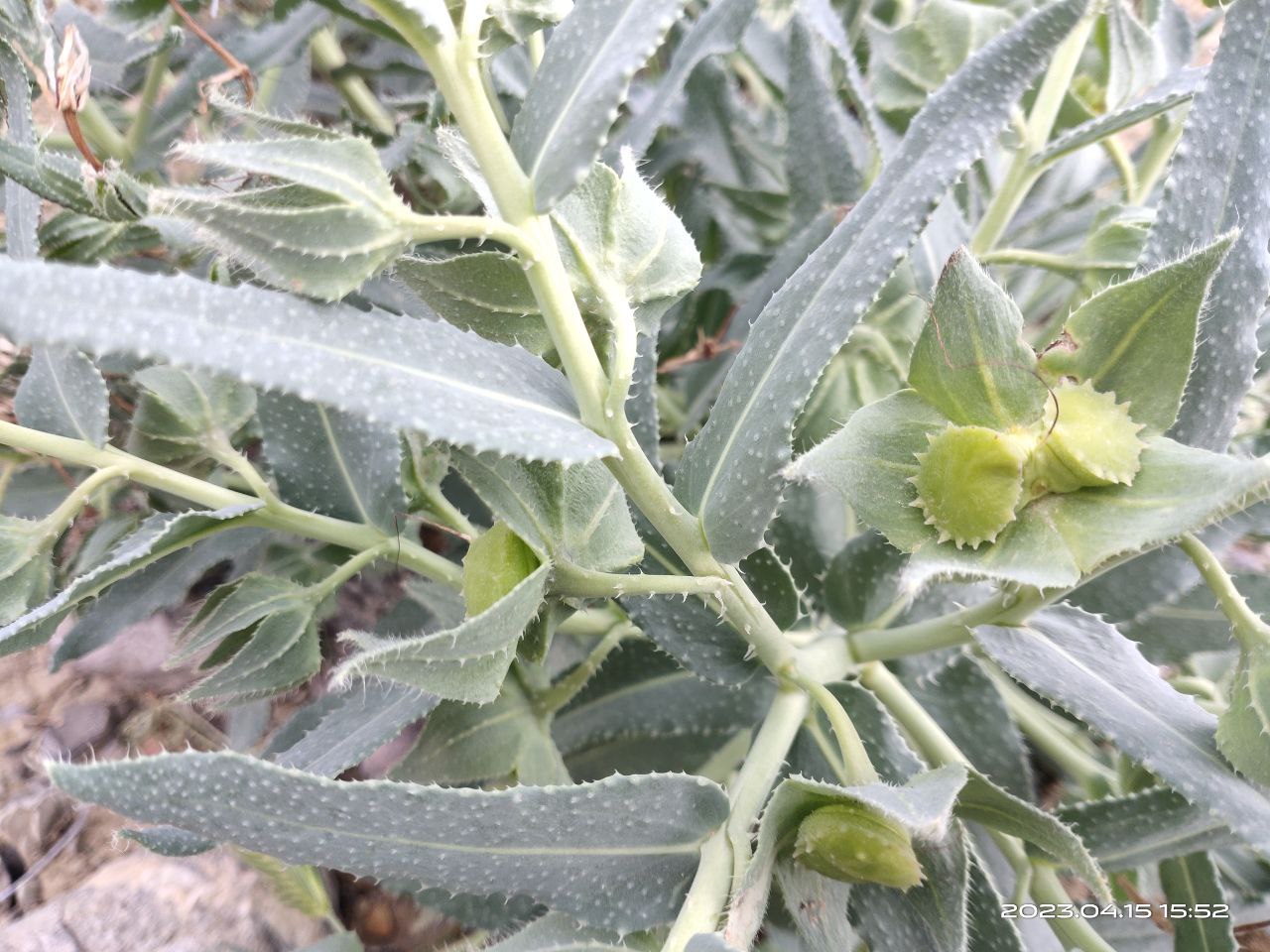 Image of Caccinia macranthera specimen.