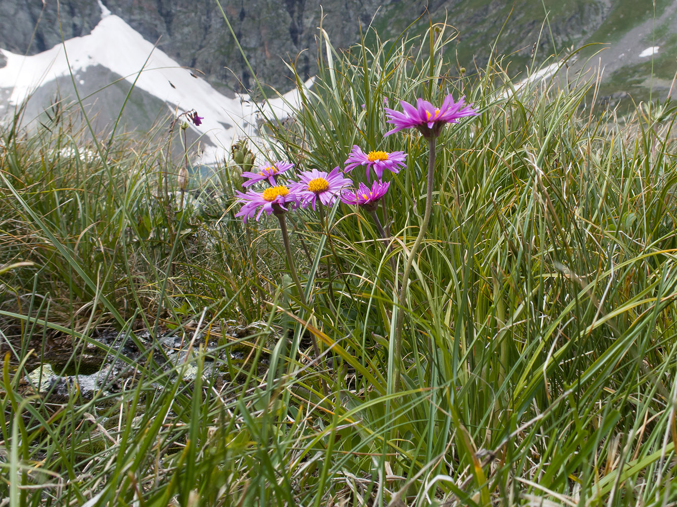 Image of Erigeron venustus specimen.