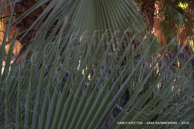 Image of Washingtonia robusta specimen.