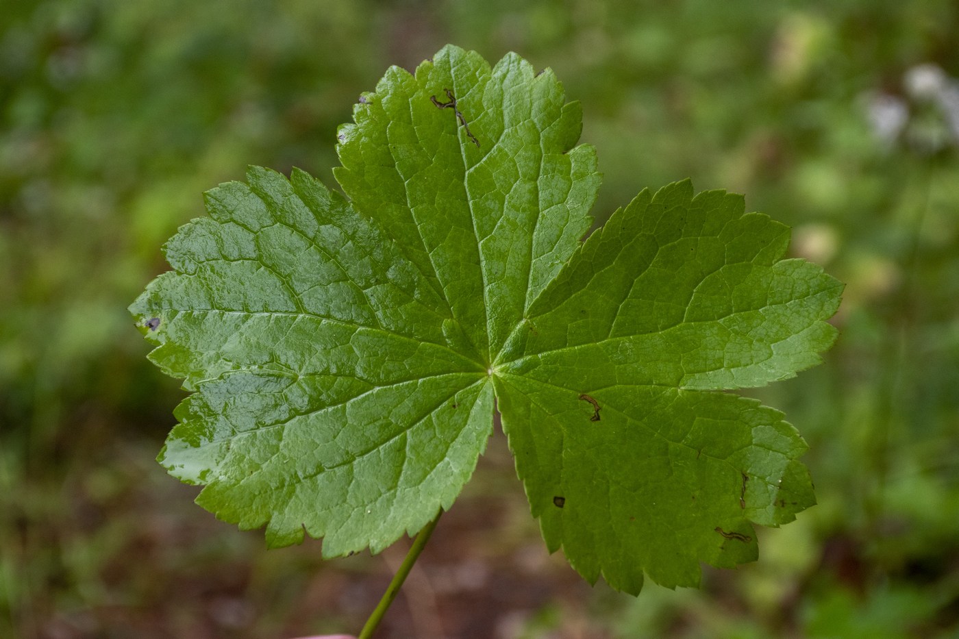 Image of Astrantia pontica specimen.