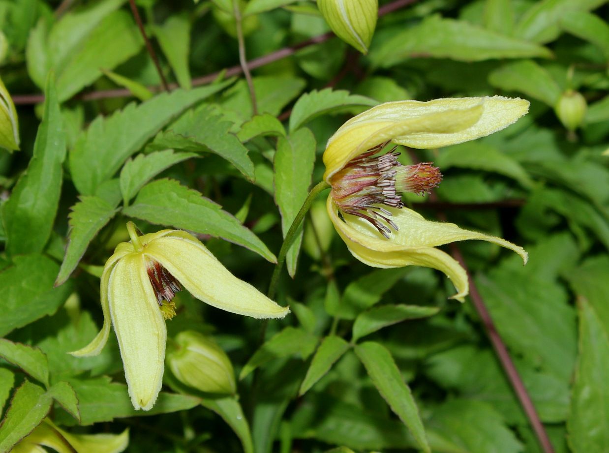 Image of Clematis serratifolia specimen.