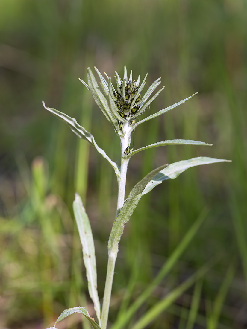 Image of Omalotheca norvegica specimen.