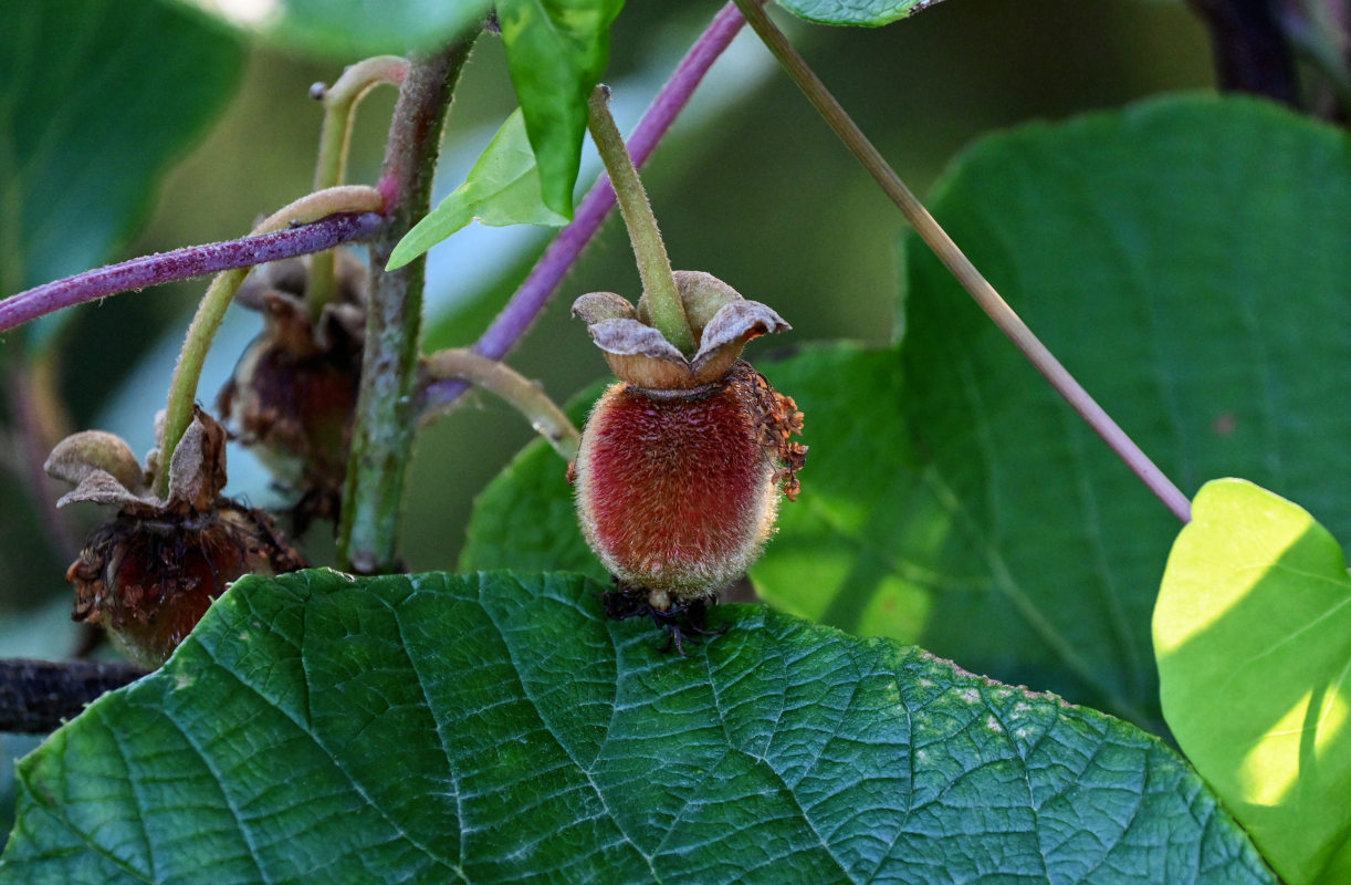 Изображение особи Actinidia chinensis var. deliciosa.