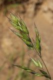 Bromus hordeaceus