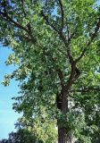Quercus robur. Верхняя часть ствола и часть кроны взрослого дерева. Оренбургская обл., г. Оренбург, в культуре. 07.07.2023.