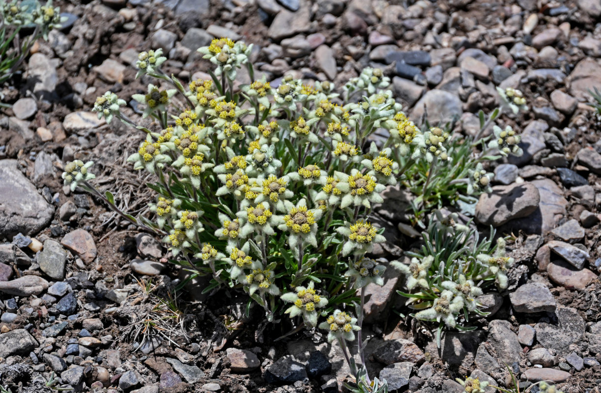 Image of genus Leontopodium specimen.