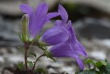 Campanula andina