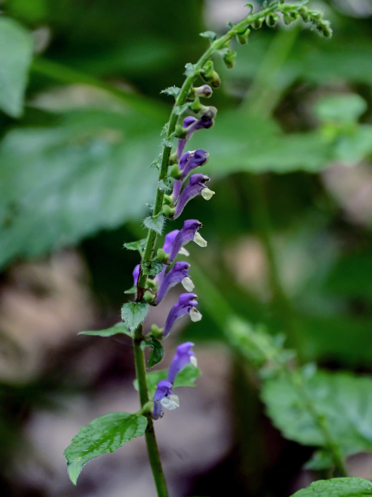 Изображение особи Scutellaria altissima.