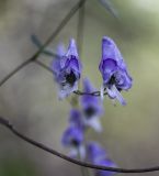 Aconitum sczukinii