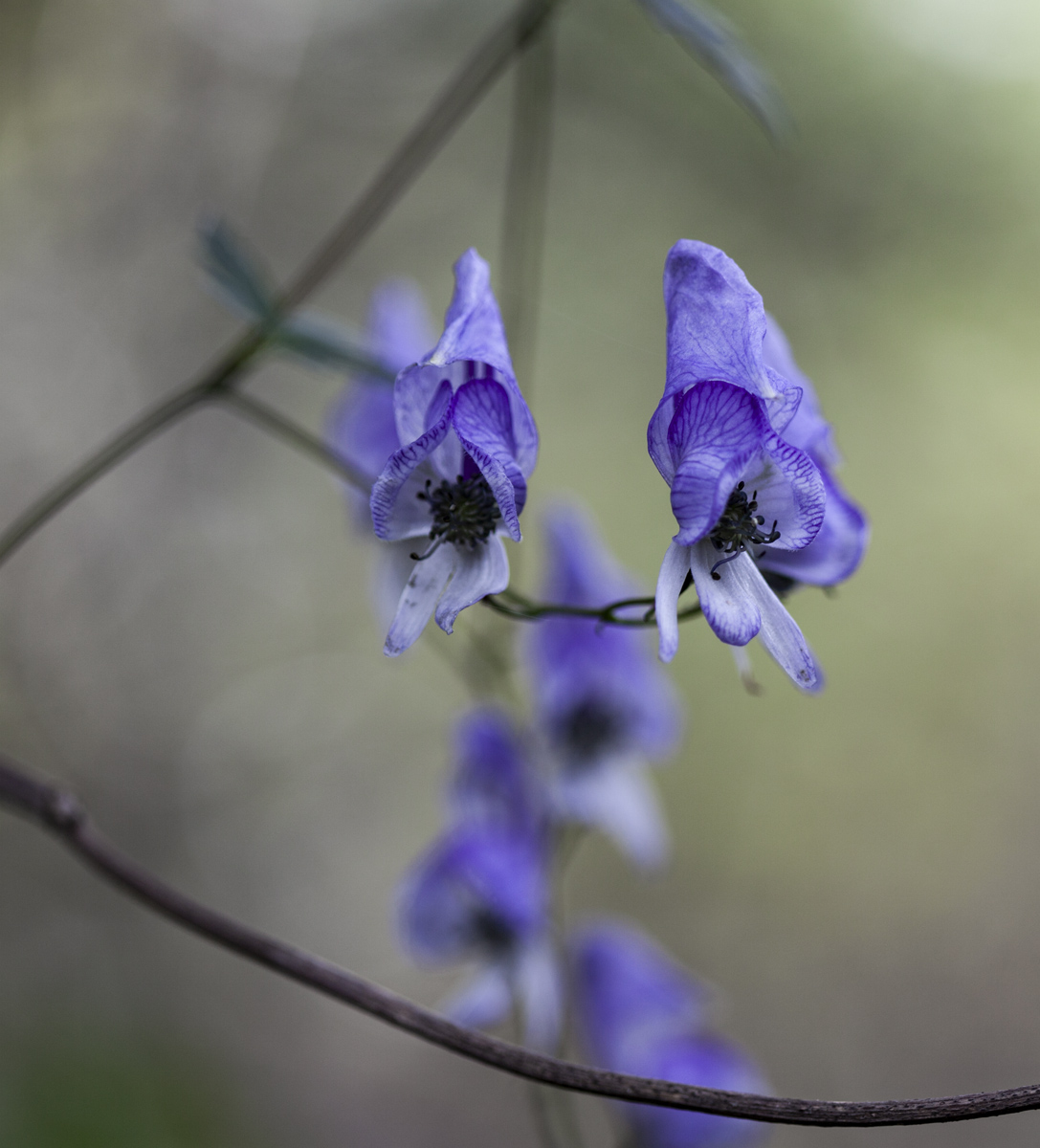 Изображение особи Aconitum sczukinii.