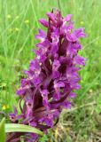Смотреть изображение Dactylorhiza incarnata