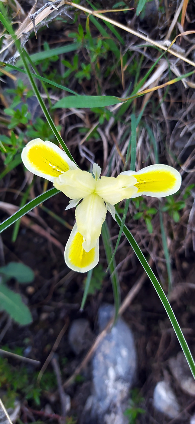 Изображение особи Juno linifolia.