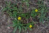 genus Potentilla. Цветущее растение. Оренбургская обл., Гайский гор. округ, Губерлинские горы, сухой склон. 03.07.2023.