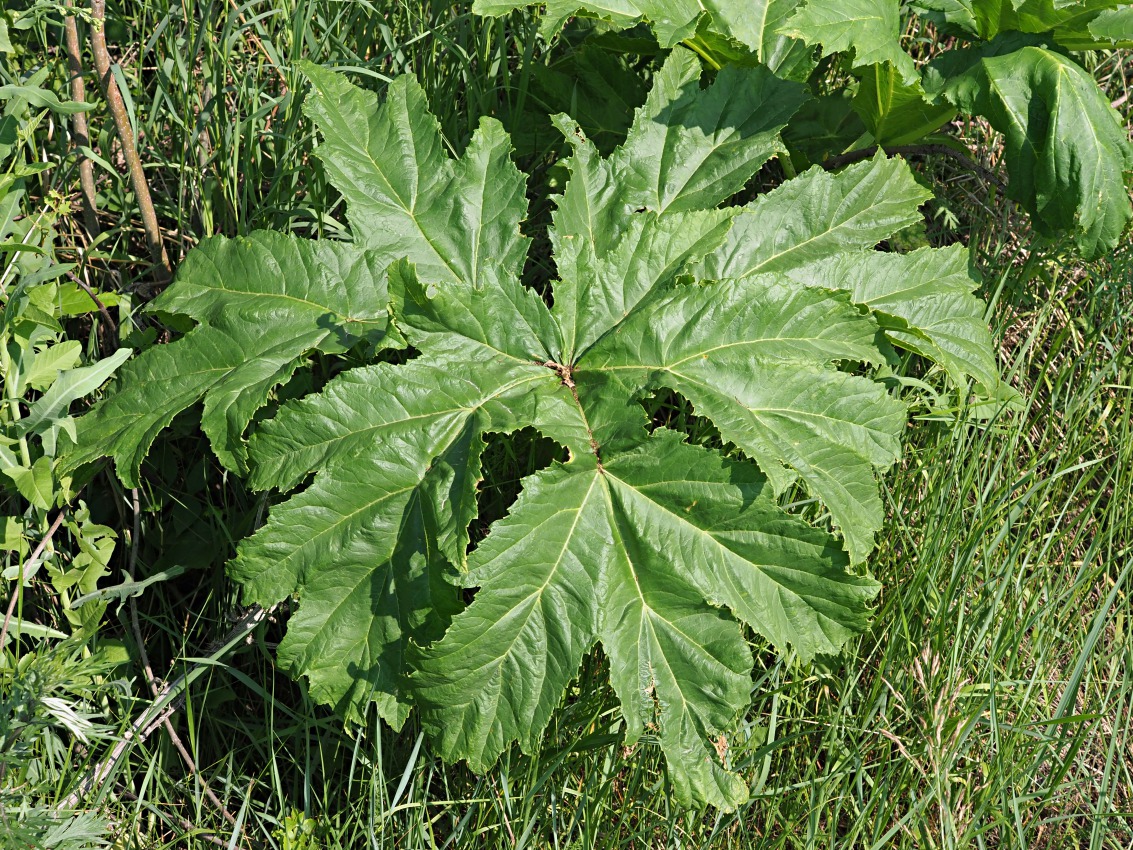 Image of Heracleum sosnowskyi specimen.