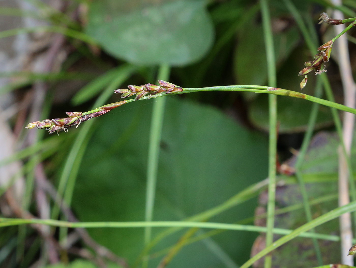 Image of Carex digitata specimen.