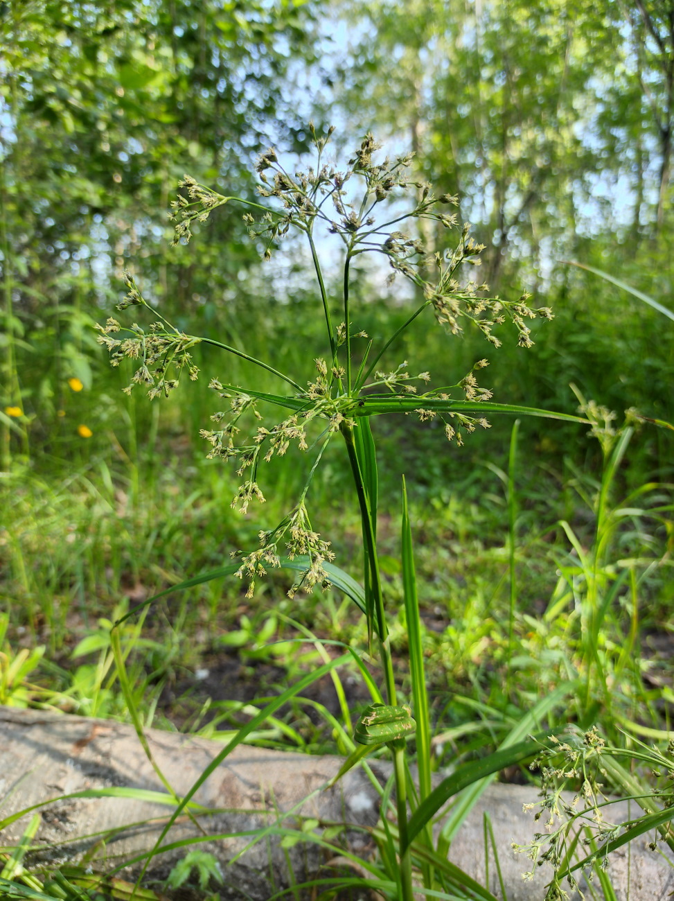 Image of Scirpus sylvaticus specimen.