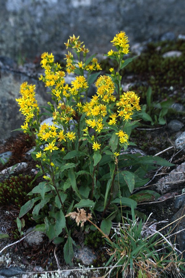 Image of Solidago virgaurea ssp. lapponica specimen.