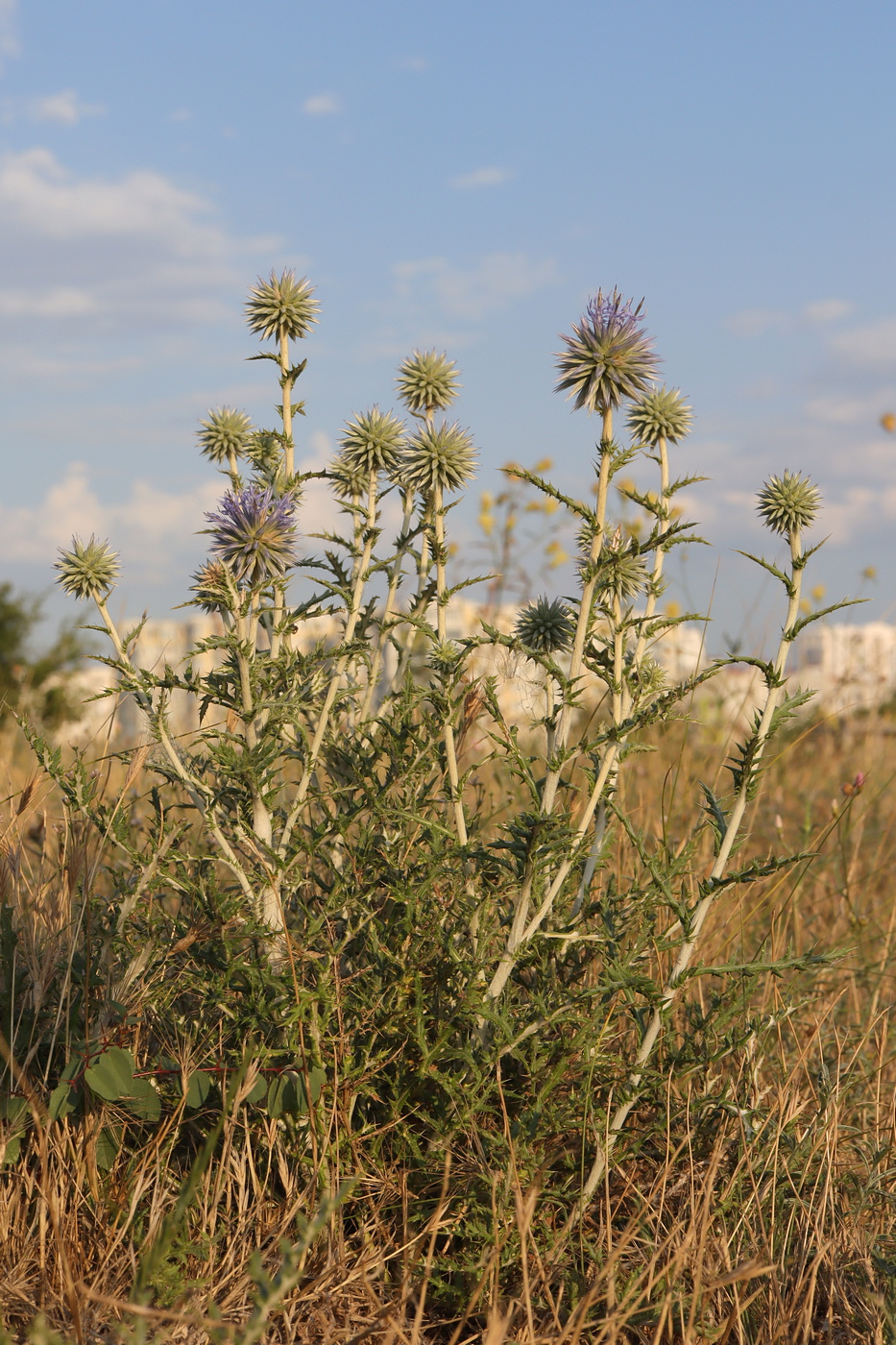 Image of Echinops ritro ssp. thracicus specimen.