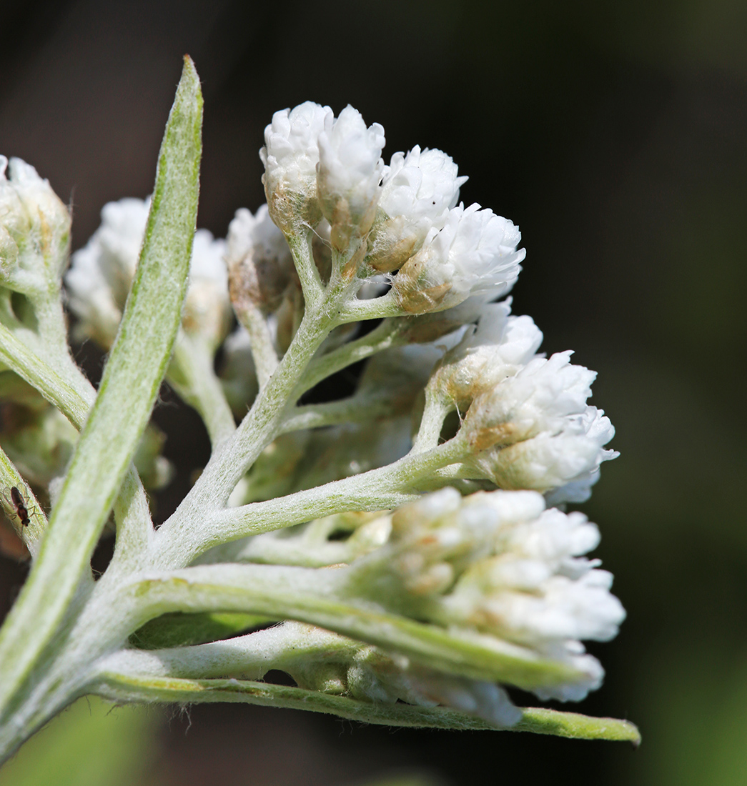 Изображение особи Anaphalis pterocaulon.