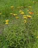 Inula salicina