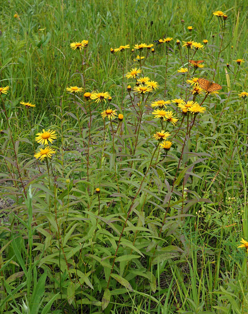 Image of Inula salicina specimen.