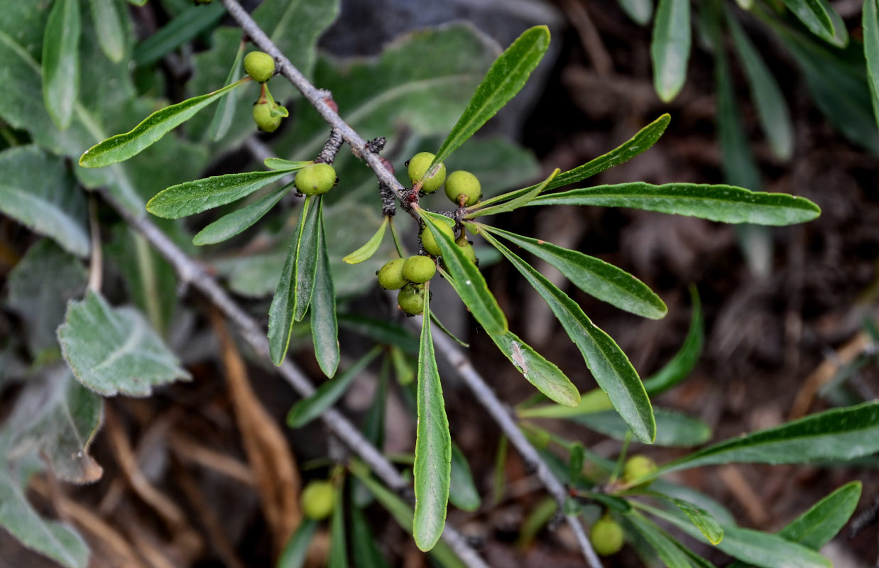 Image of Rhamnus erythroxyloides specimen.