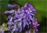 Vicia cracca. Соцветие. Московская обл., Раменский р-н, окр. дер. Хрипань, садовый участок. 06.07.2024.