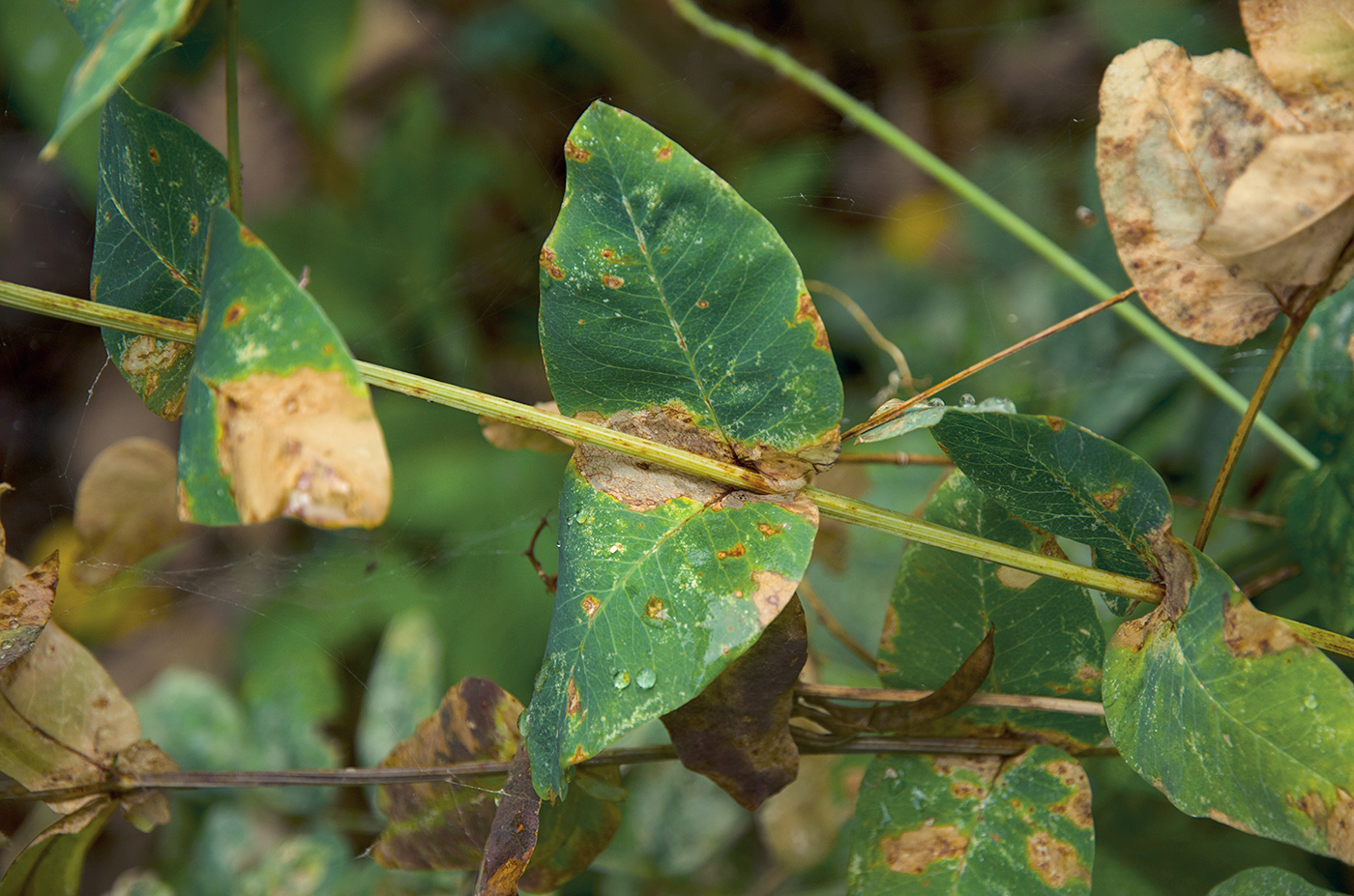 Изображение особи Vicia pisiformis.