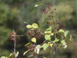 Malus baccata