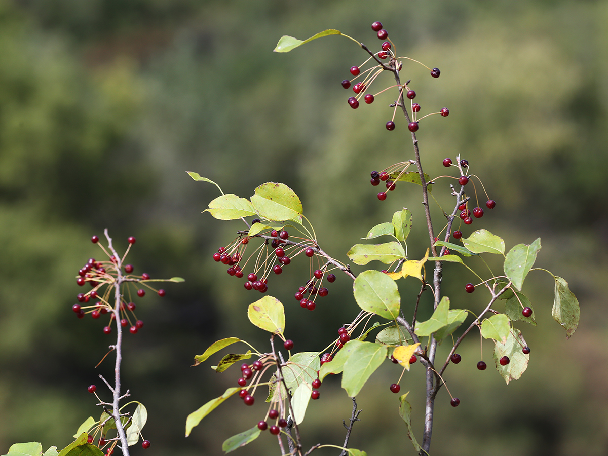 Изображение особи Malus baccata.