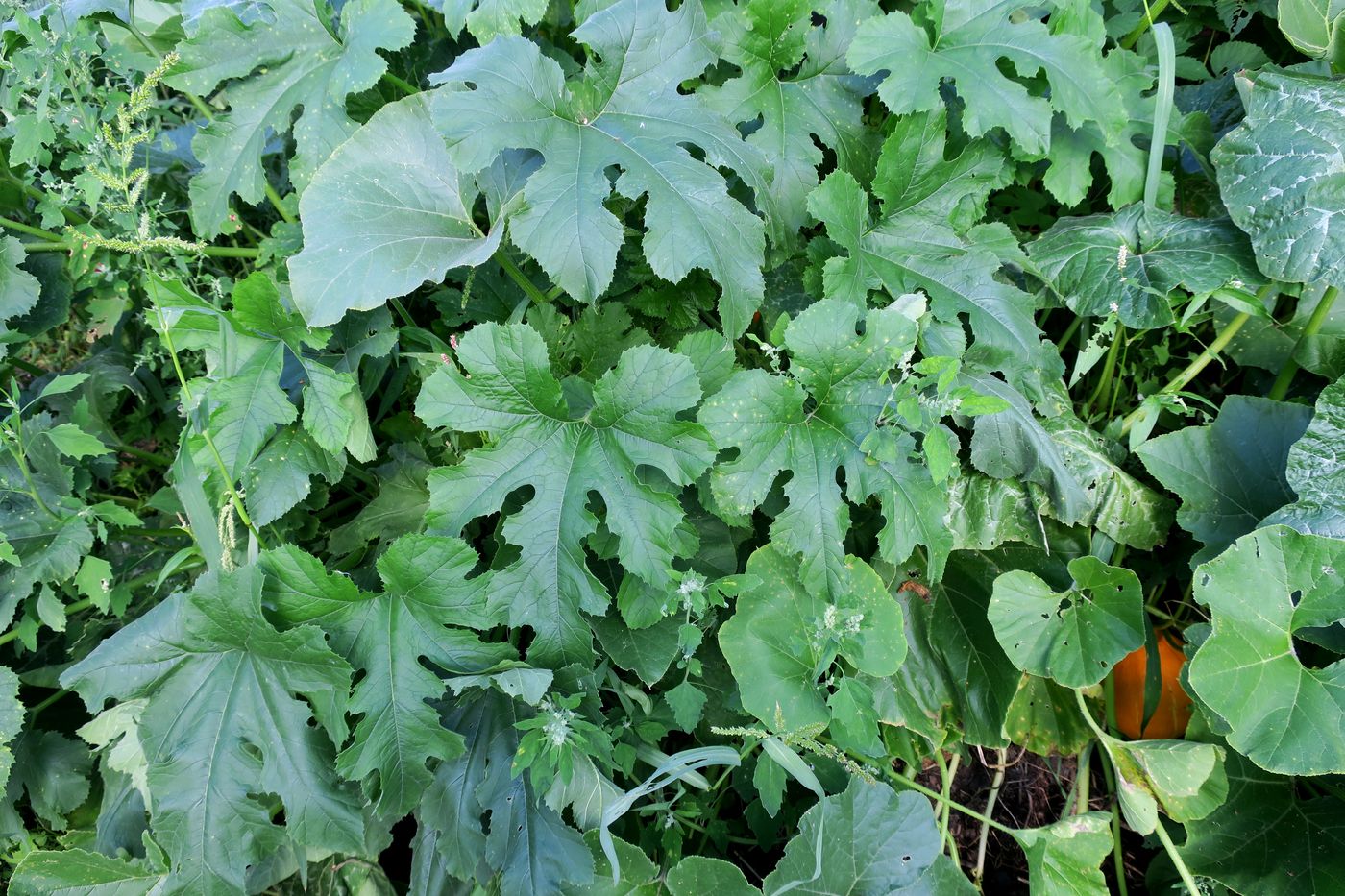 Image of Cucurbita pepo specimen.