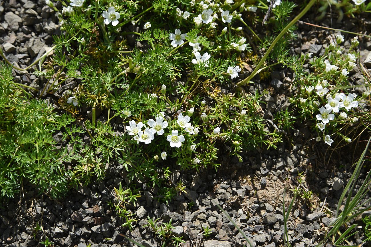 Image of familia Caryophyllaceae specimen.