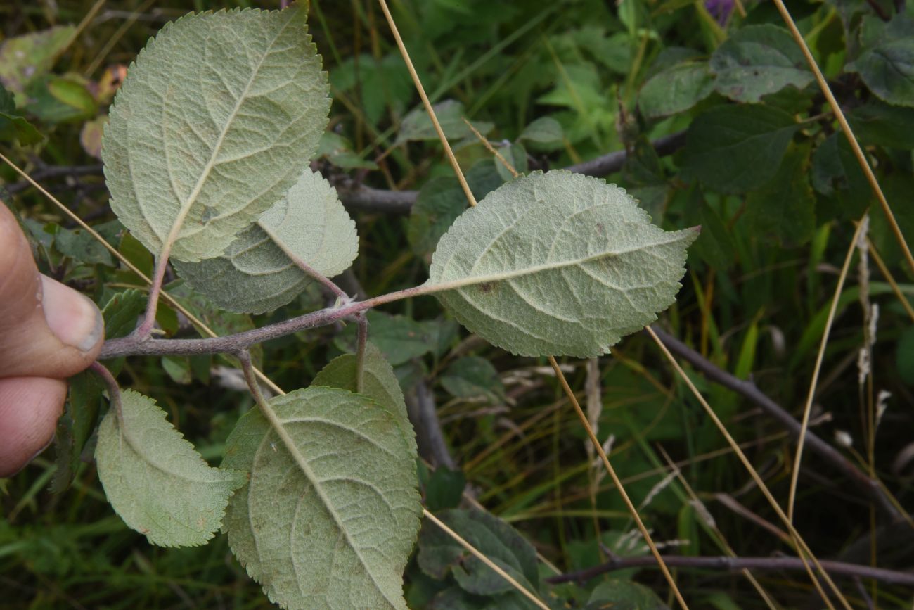 Image of Malus domestica specimen.