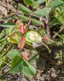 Rosa pulverulenta. Разрезанный плод и листья. Кабардино-Балкария, Черекский р-н, северо-восточный склон горы Эркедыген, ≈ 2400 м н.у.м., альпийский луг. 29.07.2024.