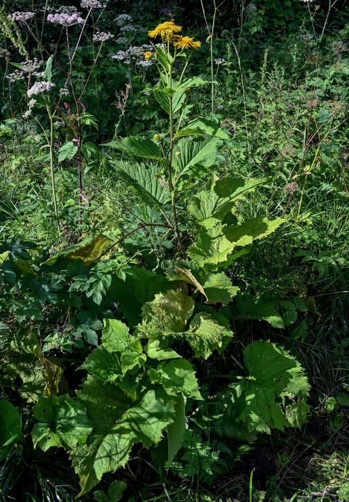 Изображение особи Telekia speciosa.