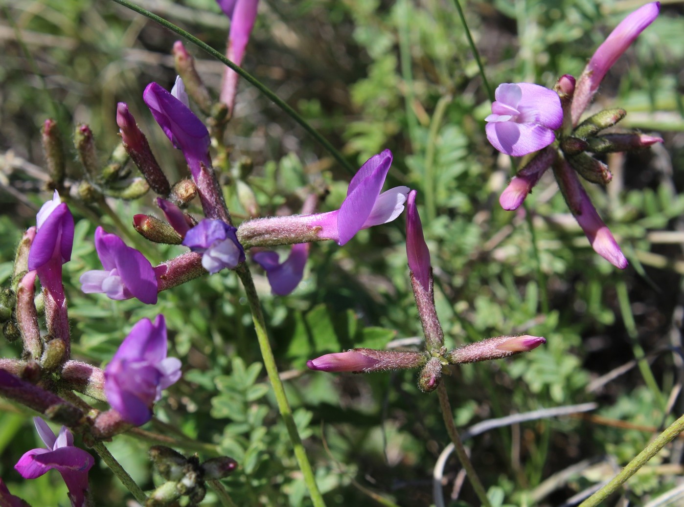 Image of Astragalus compressus specimen.