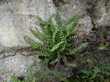 Asplenium trichomanes