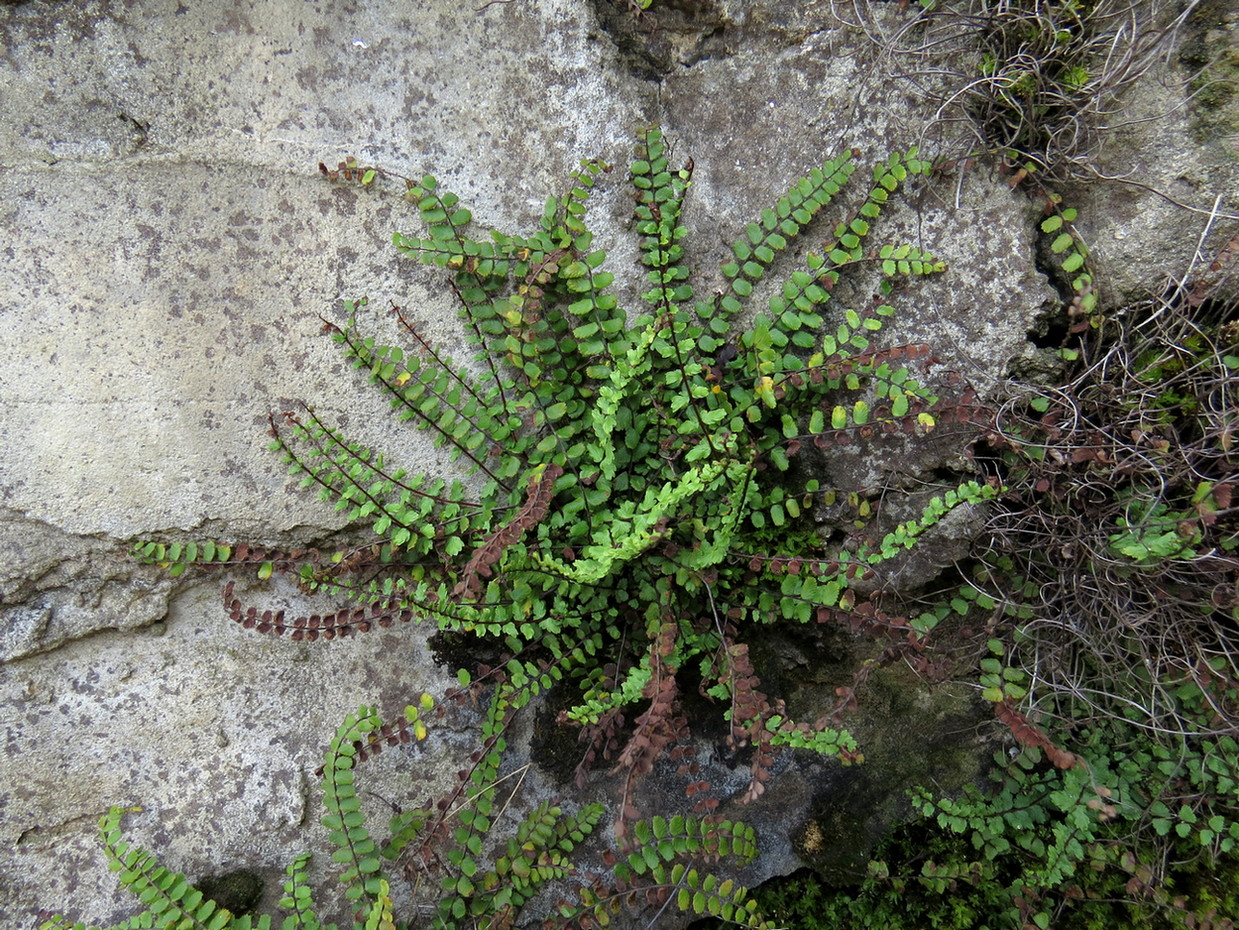 Изображение особи Asplenium trichomanes.