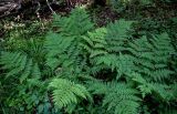 Dryopteris expansa. Спороносящие растения. Московская обл., Дмитровский гор. округ, окр. оз. Свиное, смешанный лес. 21.07.2024.