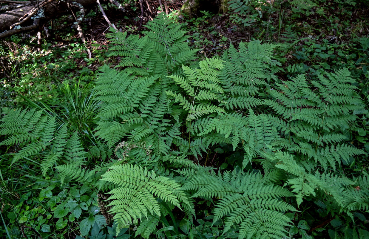 Image of Dryopteris expansa specimen.