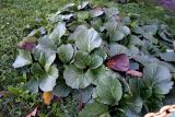 Bergenia crassifolia