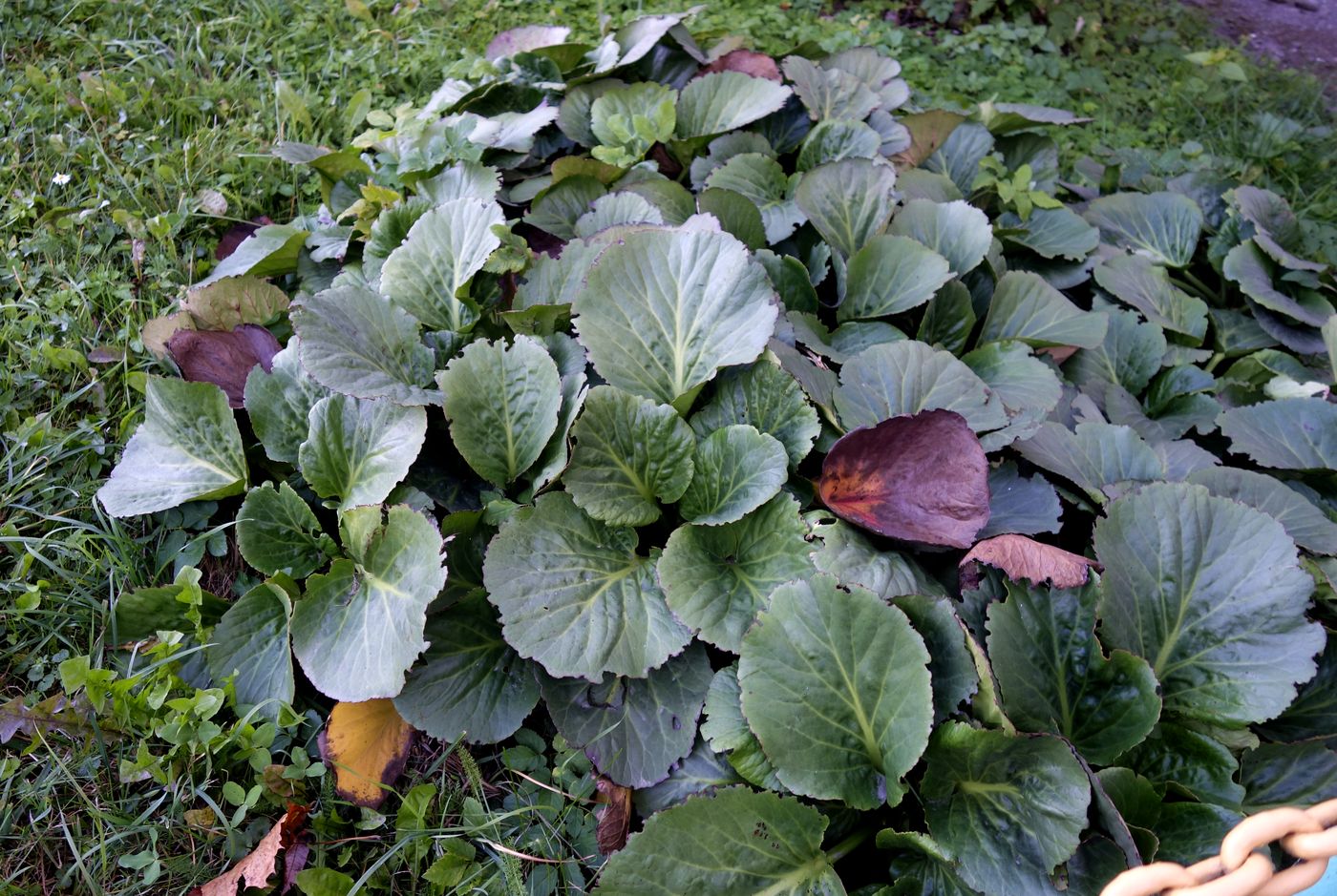 Image of Bergenia crassifolia specimen.