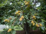 Fagus × taurica. Ветвь плодоносящего дерева. Крым, городской округ Алушта, окр. Ангарского перевала, опушка букового леса. 27.05.2024.